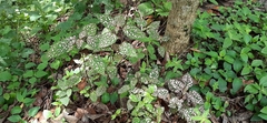 Hypoestes phyllostachya