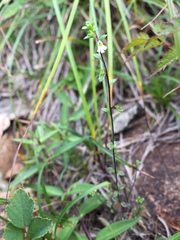 Euphrasia microphylla