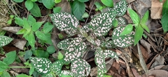 Hypoestes phyllostachya