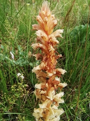 Orobanche amethystea