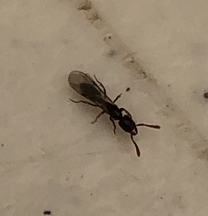 Hymenoptera