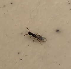 Hymenoptera