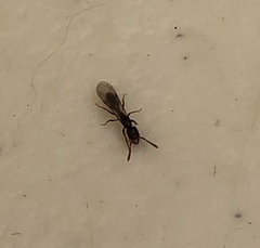 Hymenoptera