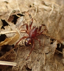 Asagena americana