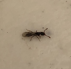 Hymenoptera