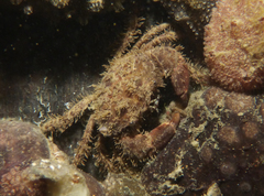 Pilumnus