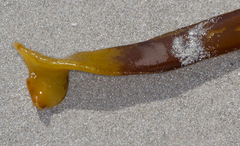 Saccorhiza polyschides