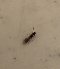 Hymenoptera