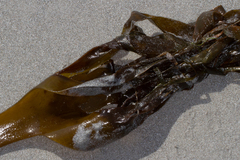 Saccorhiza polyschides