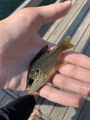 Lepomis gibbosus × cyanellus