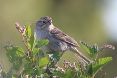 Spizella breweri taverneri