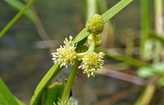 Sparganium angustifolium