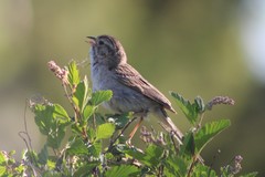 Spizella breweri taverneri
