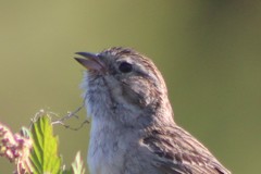 Spizella breweri taverneri