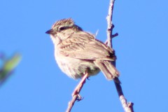 Spizella breweri taverneri