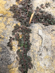 Anisophyllum