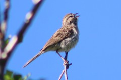 Spizella breweri taverneri