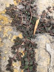 Anisophyllum