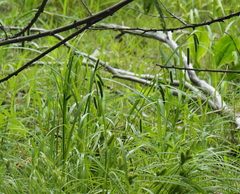 Carex pseudocyperus