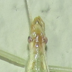 Oecanthus leptogrammus