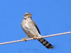 Spiziapteryx circumcincta