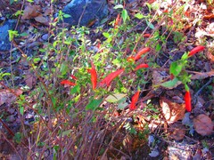 Clinopodium macrostemum
