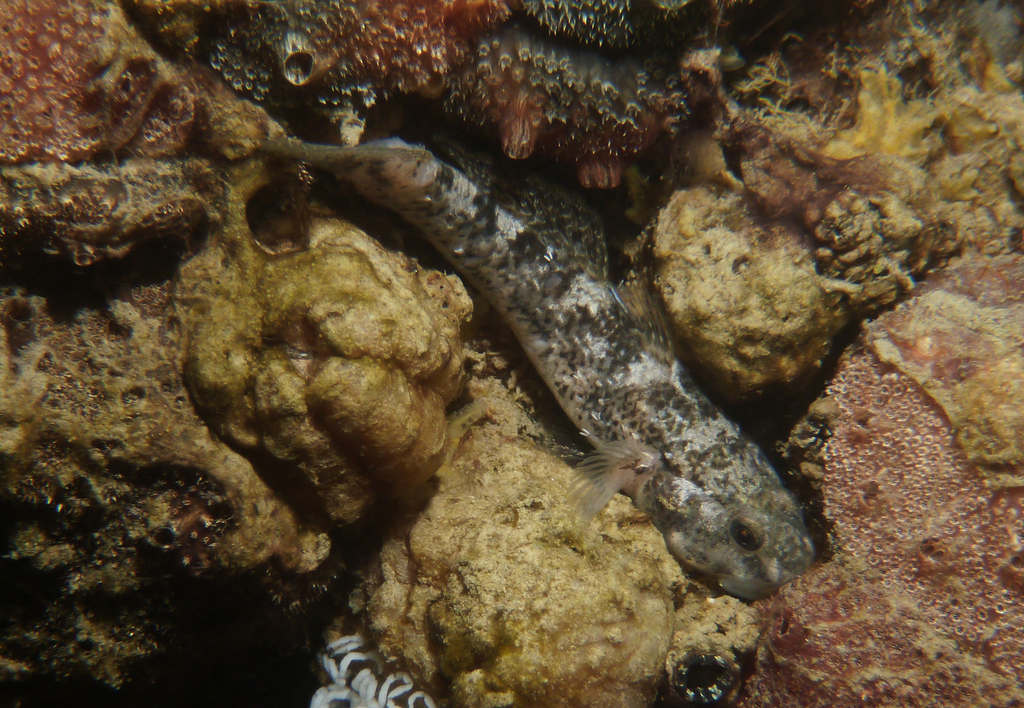 Bluespot Goby