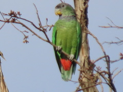 Scaly-Headed Parrot photo 2