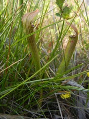 Sarracenia rubra
