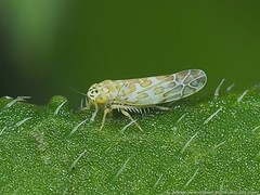 Eupteryx decemnotata