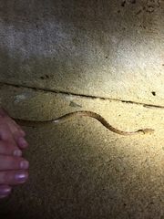 Leptodeira polysticta