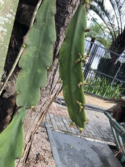 Rhipsalis pachyptera