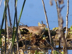 Cinclodes comechingonus