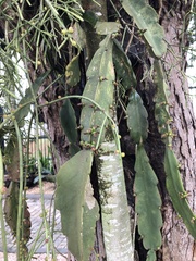 Rhipsalis pachyptera