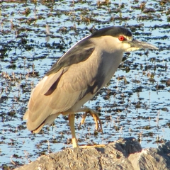 Nycticorax