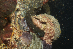 Omobranchus anolius
