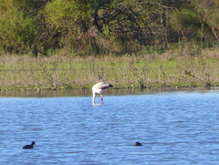 Phoenicopterus chilensis