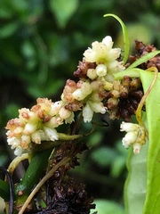 Cuscuta americana
