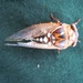 Great Cicadas - Photo (c) Mark Fishbein, some rights reserved (CC BY-NC), uploaded by Mark Fishbein