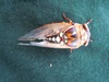 Great Cicadas - Photo (c) Mark Fishbein, some rights reserved (CC BY-NC), uploaded by Mark Fishbein