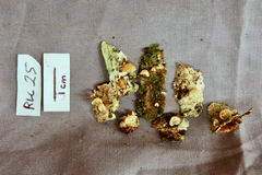 Marasmius griseoroseus