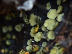 Peltigeromyces