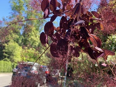 Cotinus