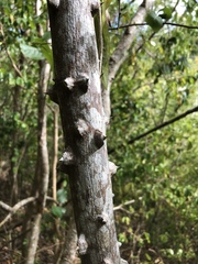 Zanthoxylum martinicense