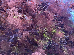 Cotinus
