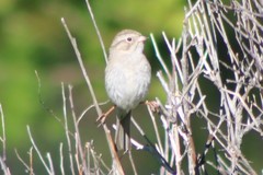 Spizella breweri breweri