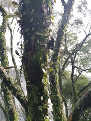 Pyrrosia eleagnifolia