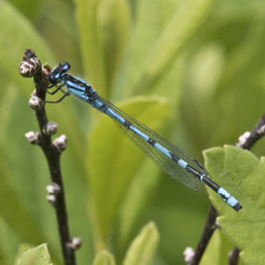 Enallagma laterale