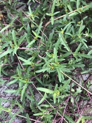 Melampodium strigosum