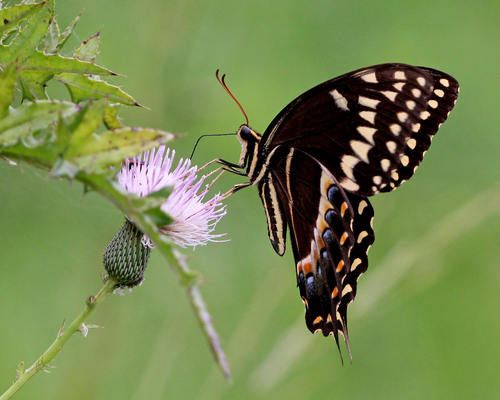 Palamedes Swallowtail
